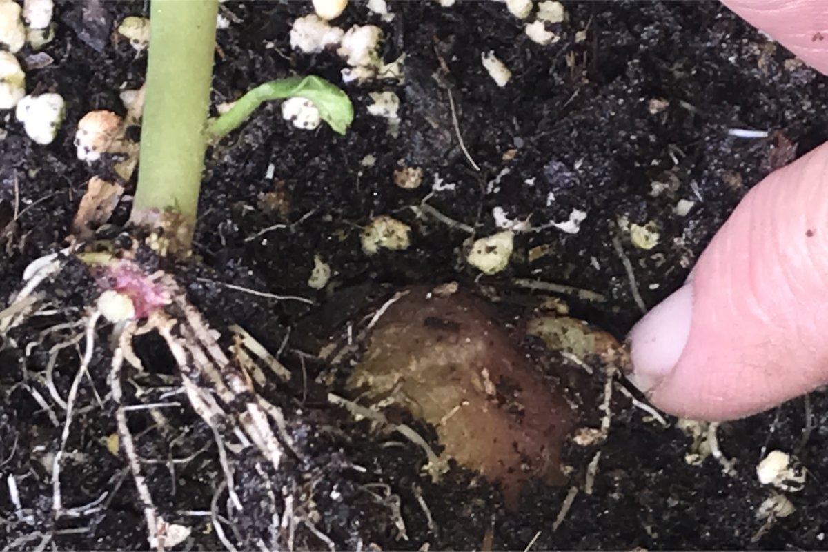 New sprout on seed potato