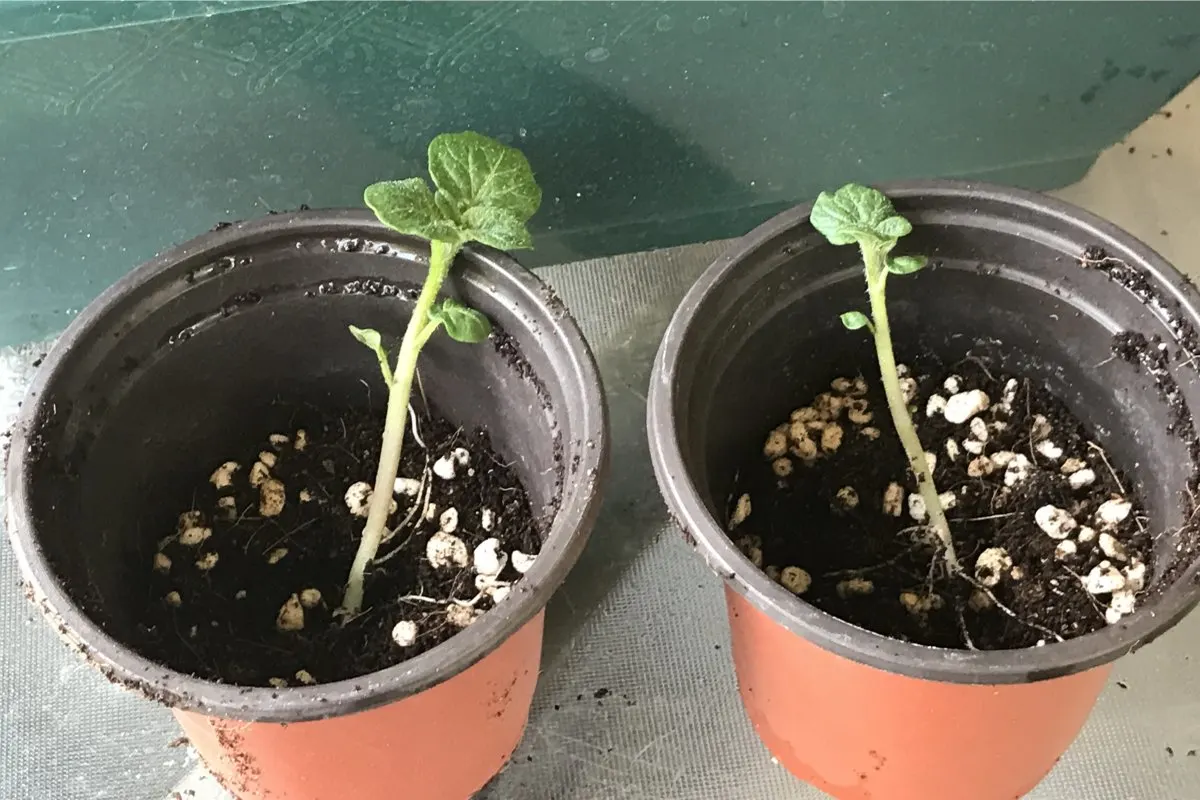 Potato bud sprouts in nursery pots.