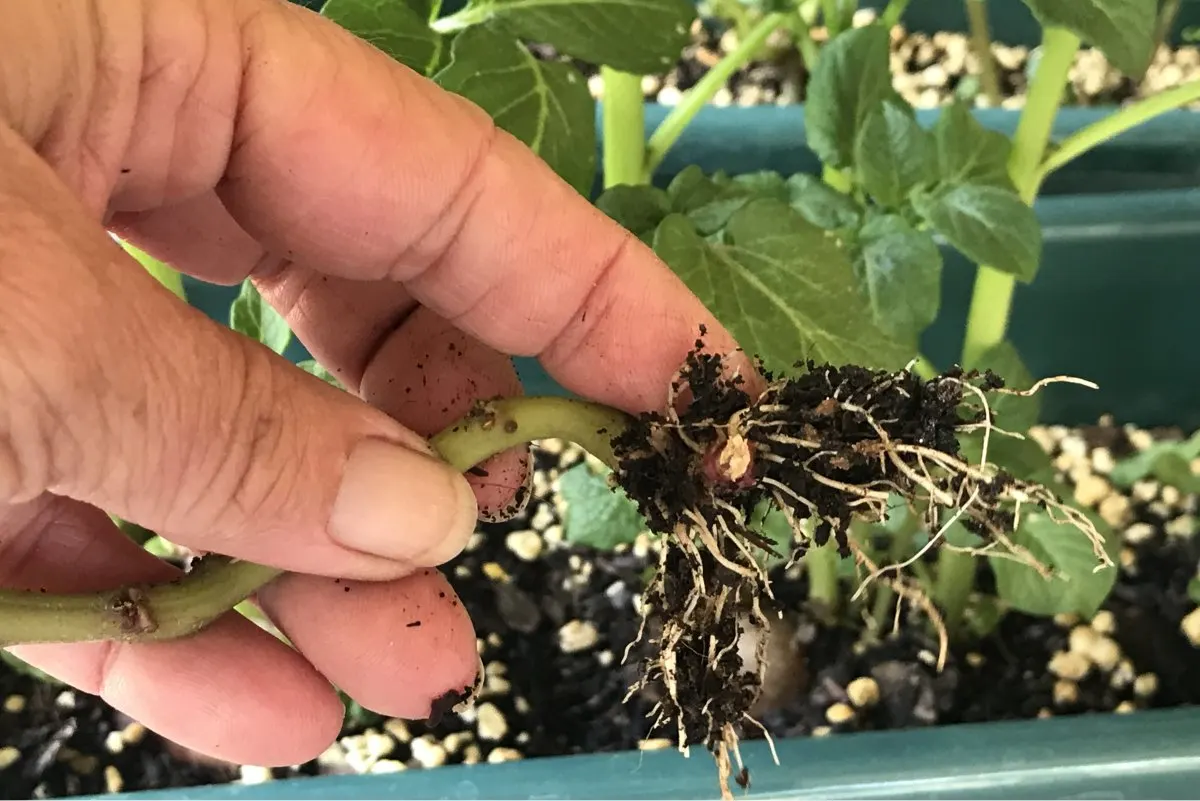 Root development on potato bud sprouts.