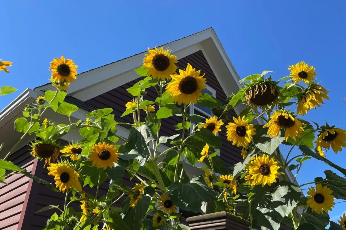 Sunflowers as tall as a house