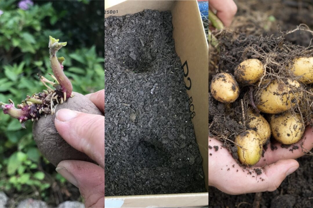 How to Easily Grow Potatoes In a Cardboard Box