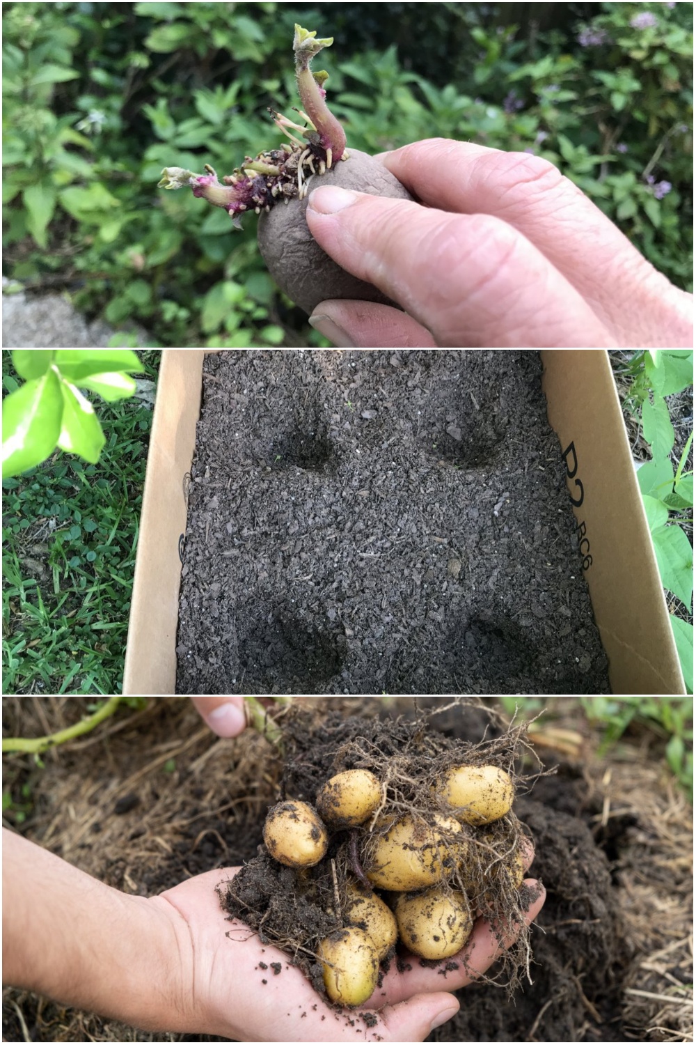 How to Easily Grow Potatoes In a Cardboard Box