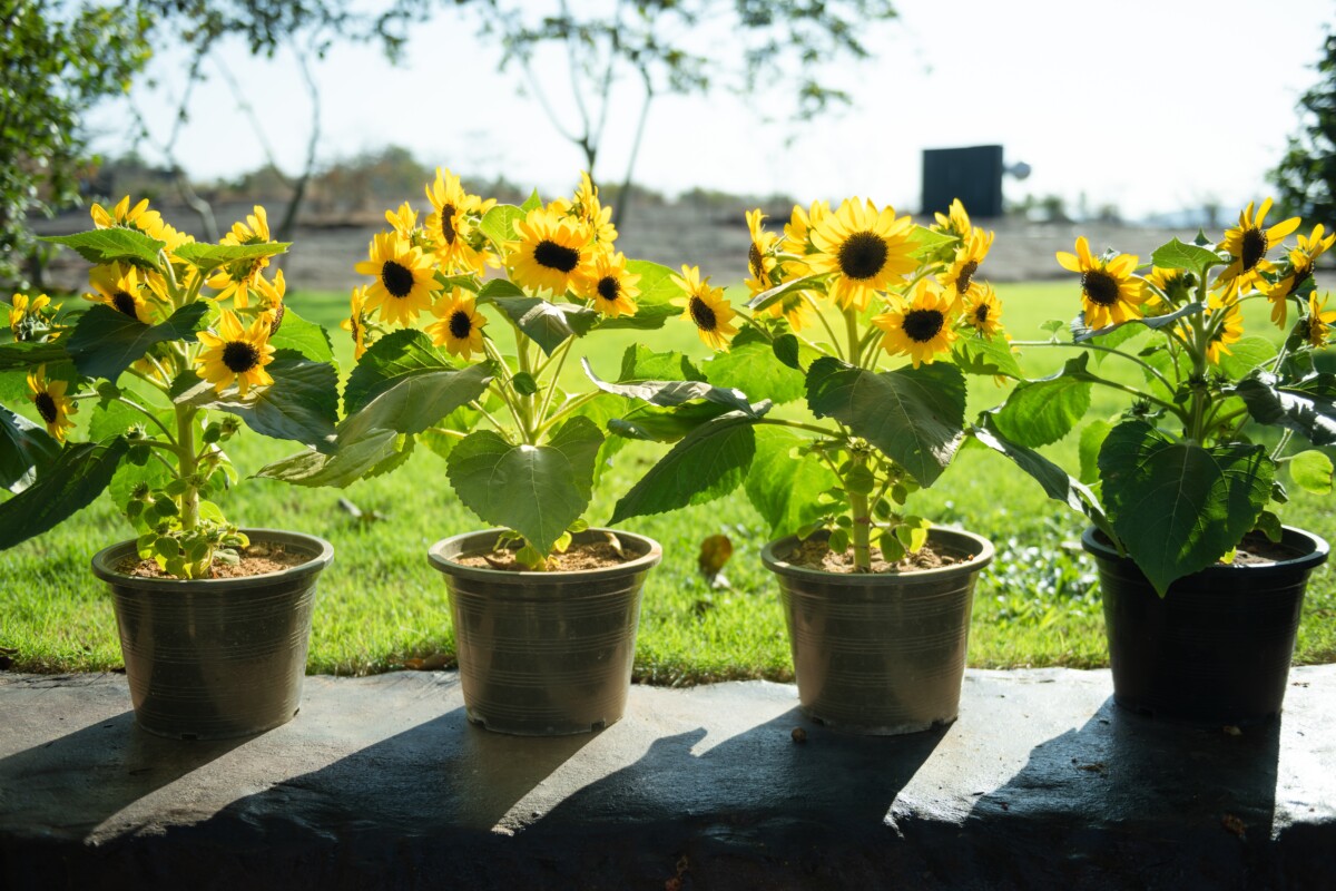 Potted sunflowers