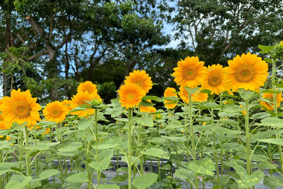 Stand of sunflowers