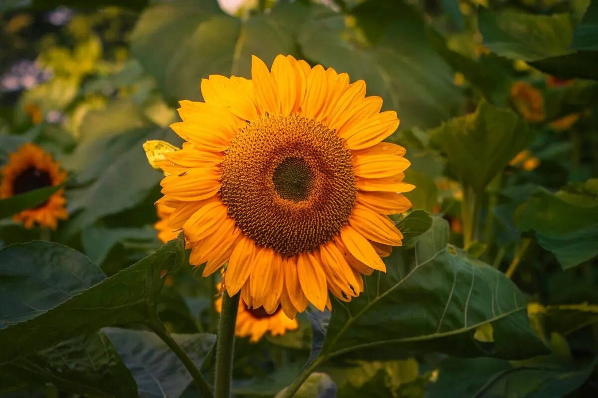 A large sunflower in bloom