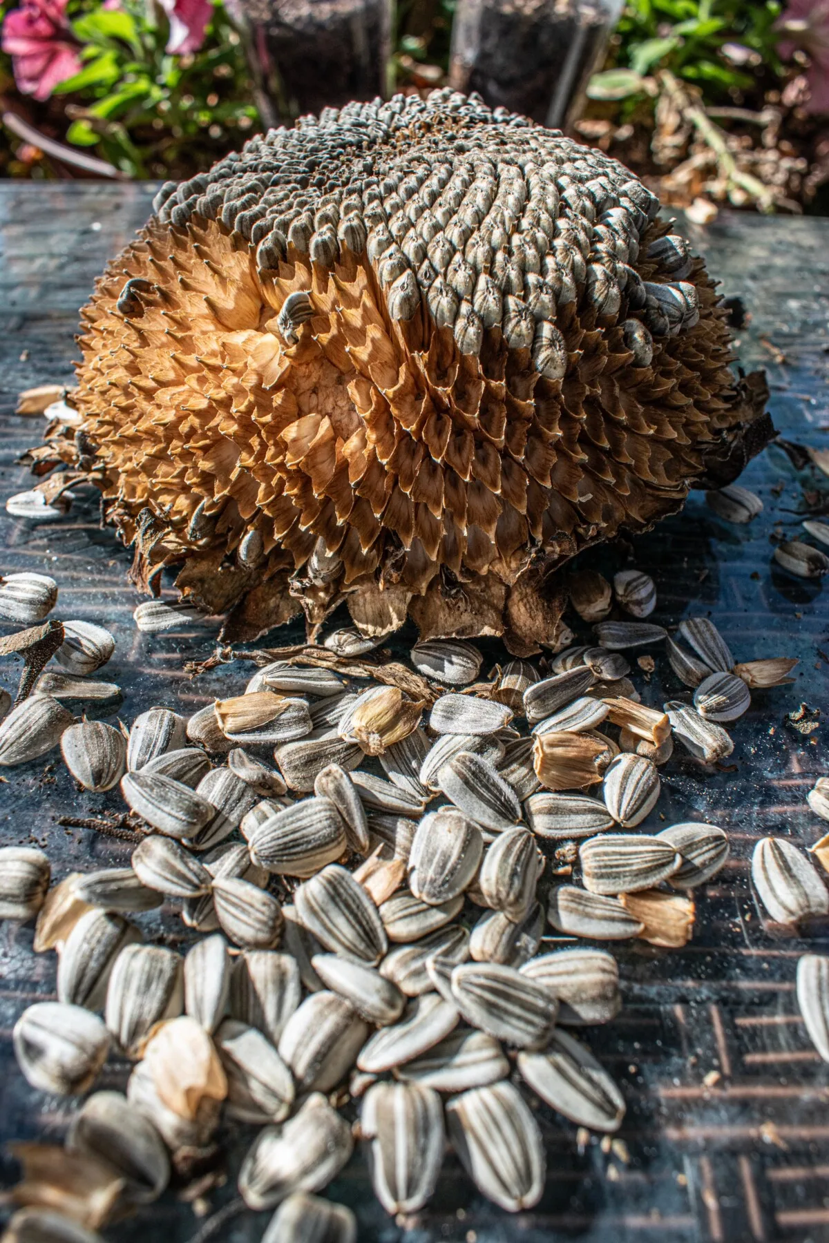 Sunflower with dried seeds