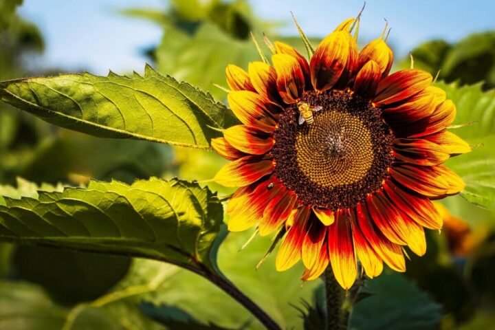 the-right-way-to-grow-sunflowers