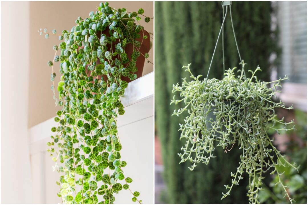 10 Best Trailing Houseplants for Hanging Displays