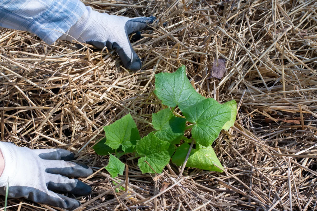 Hands mulching cucumber plant