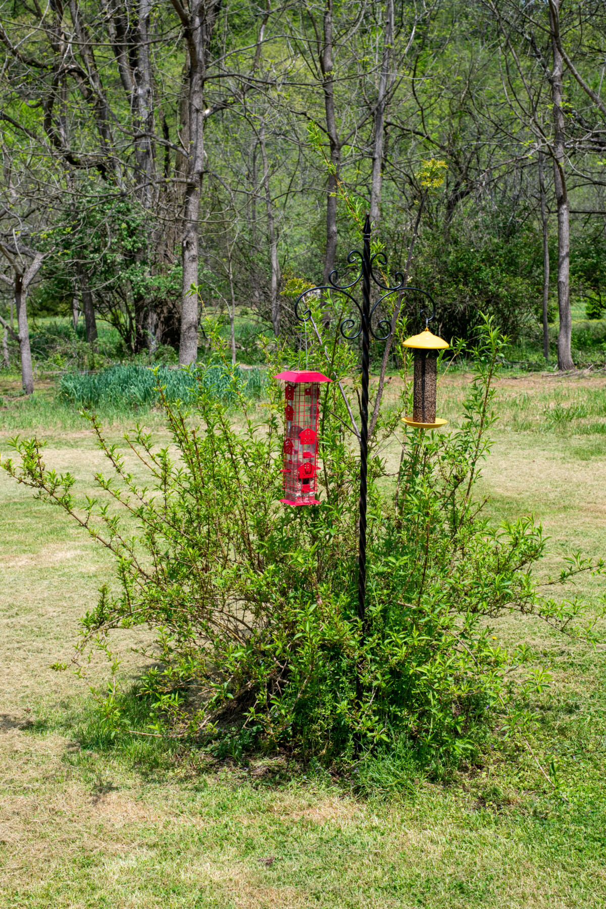 Over grown forsythia shrub