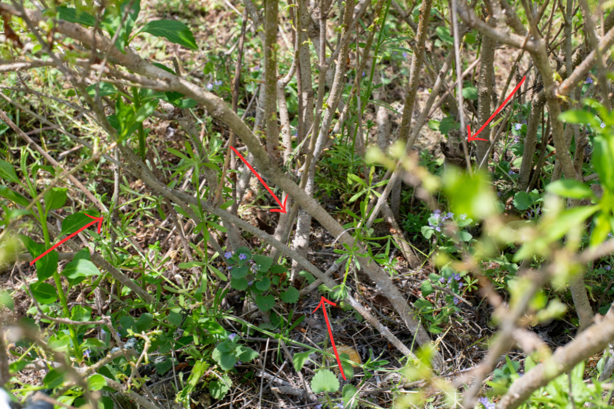 Photo of suckers growing at base of forsythia