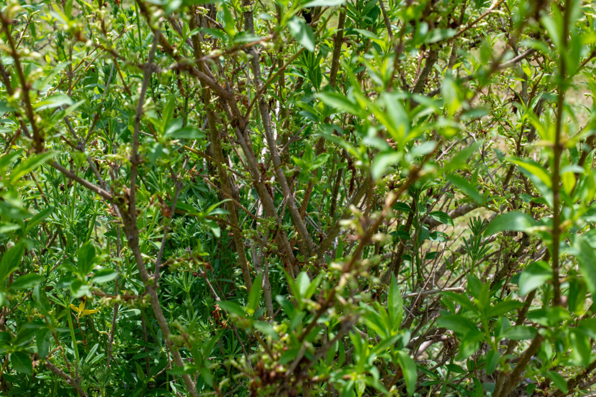 Crowded interior of forsythia shrub