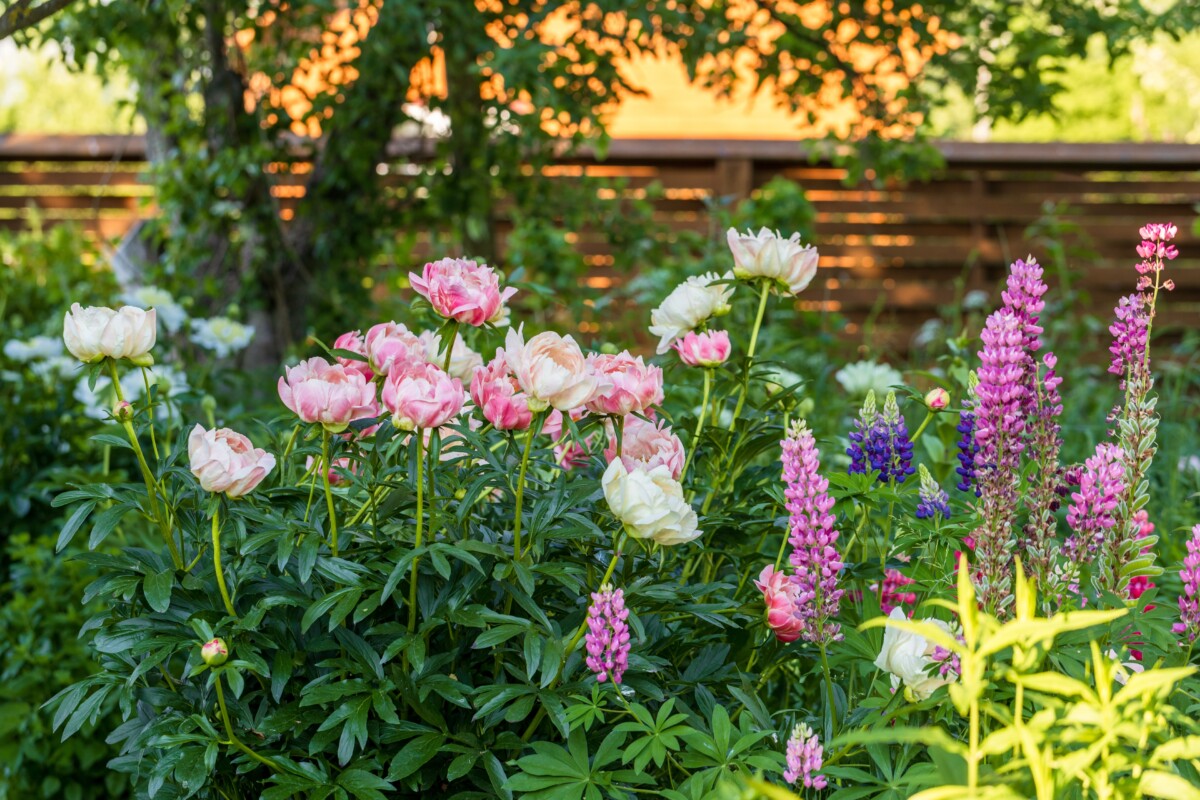 perennial garden