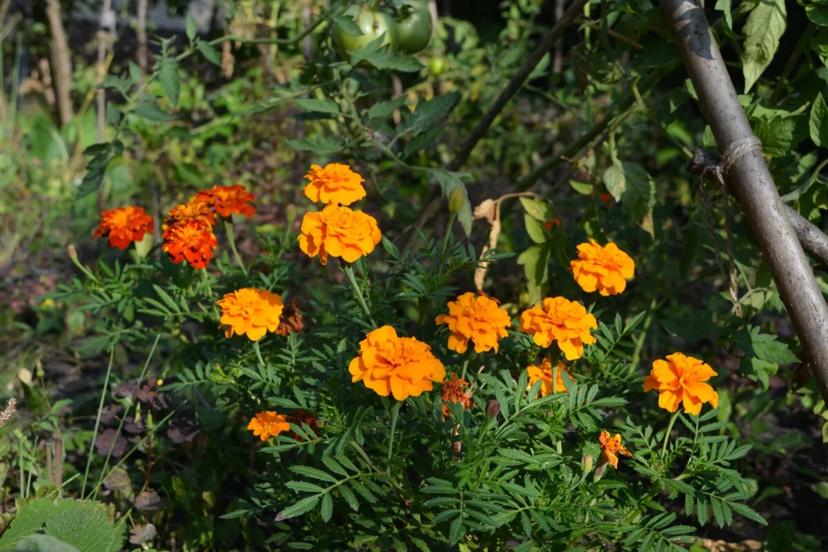 Tomatoes and marigolds