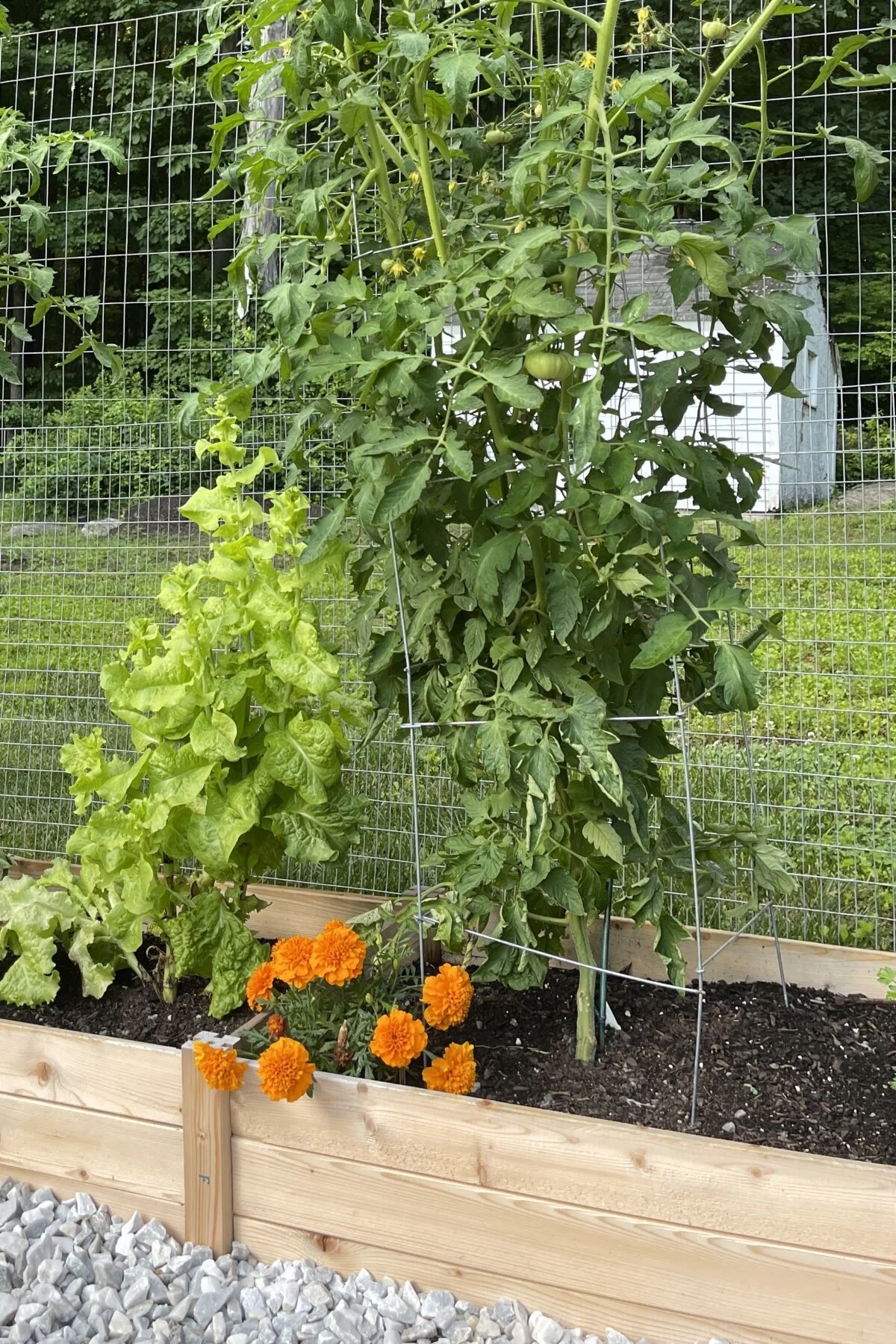 Tomatoes and marigolds