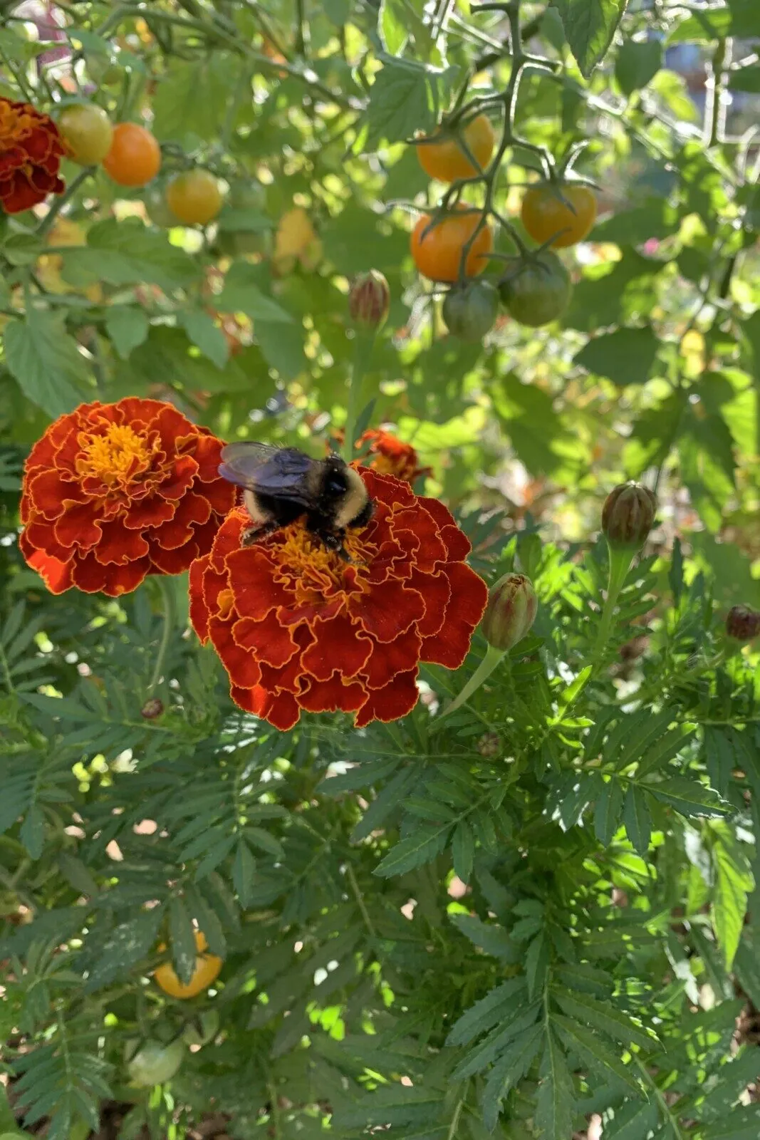 bumble bee on a marigold