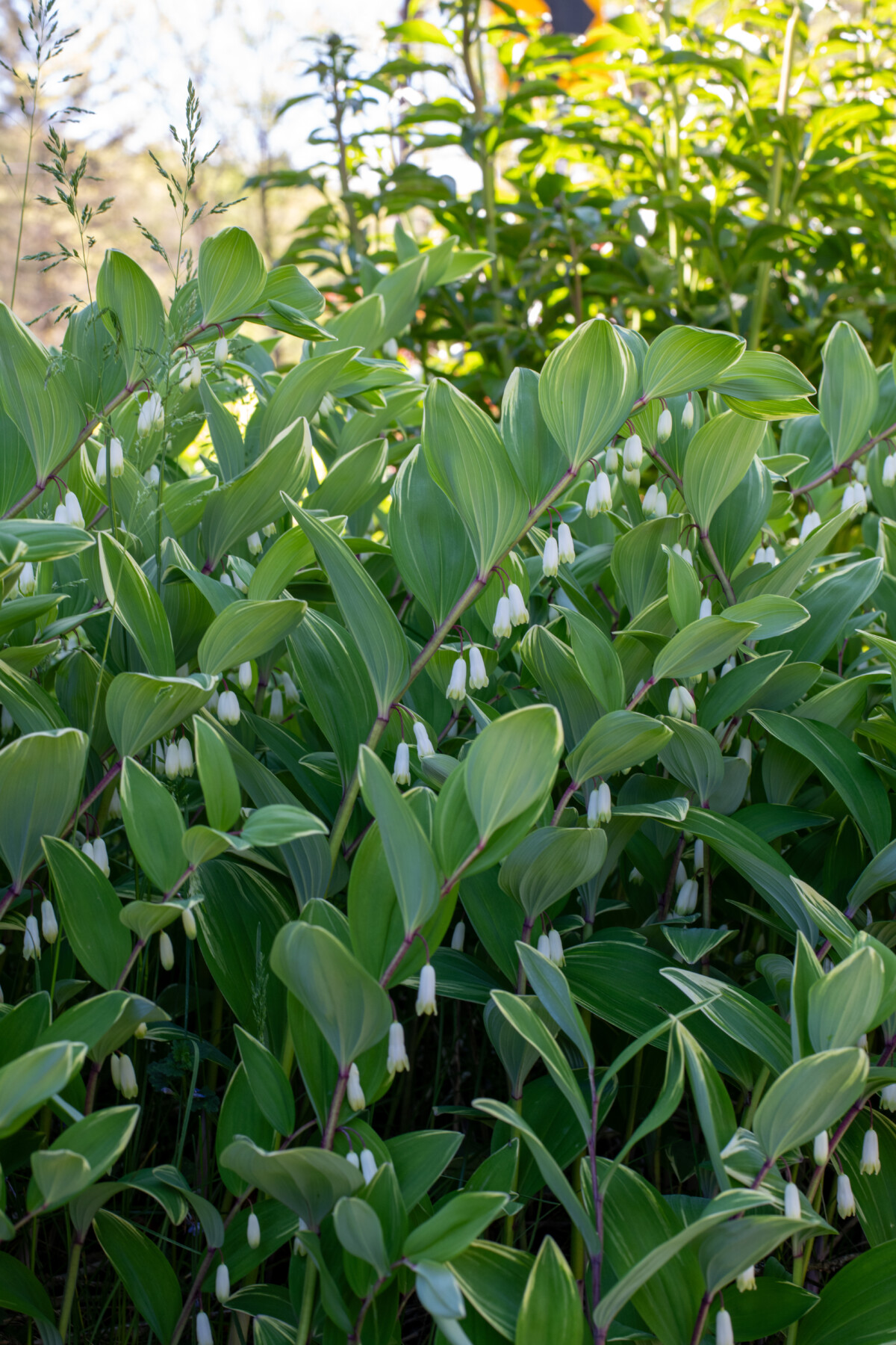 Solomon's seal 