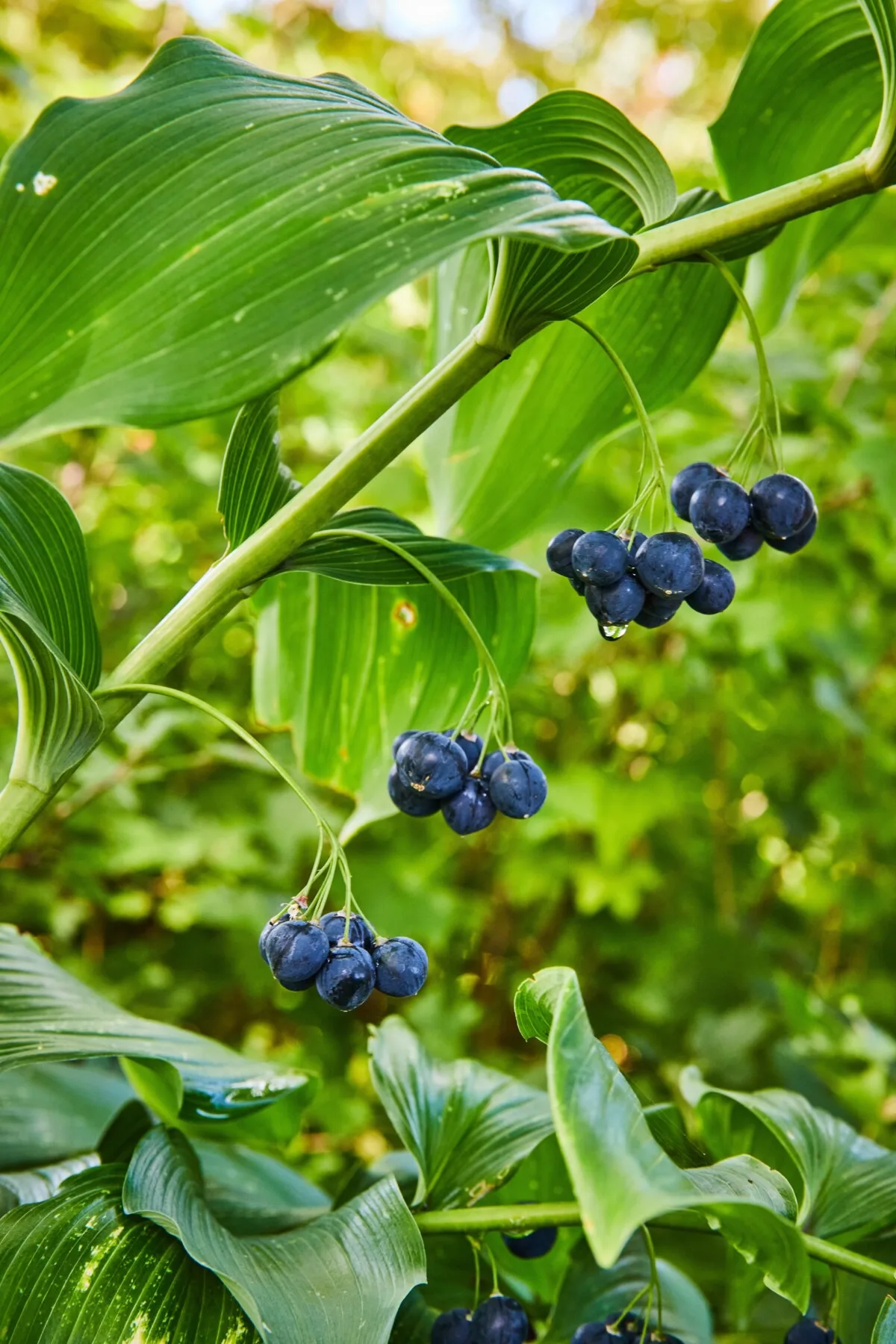 Berries on a Solomon's seal plant