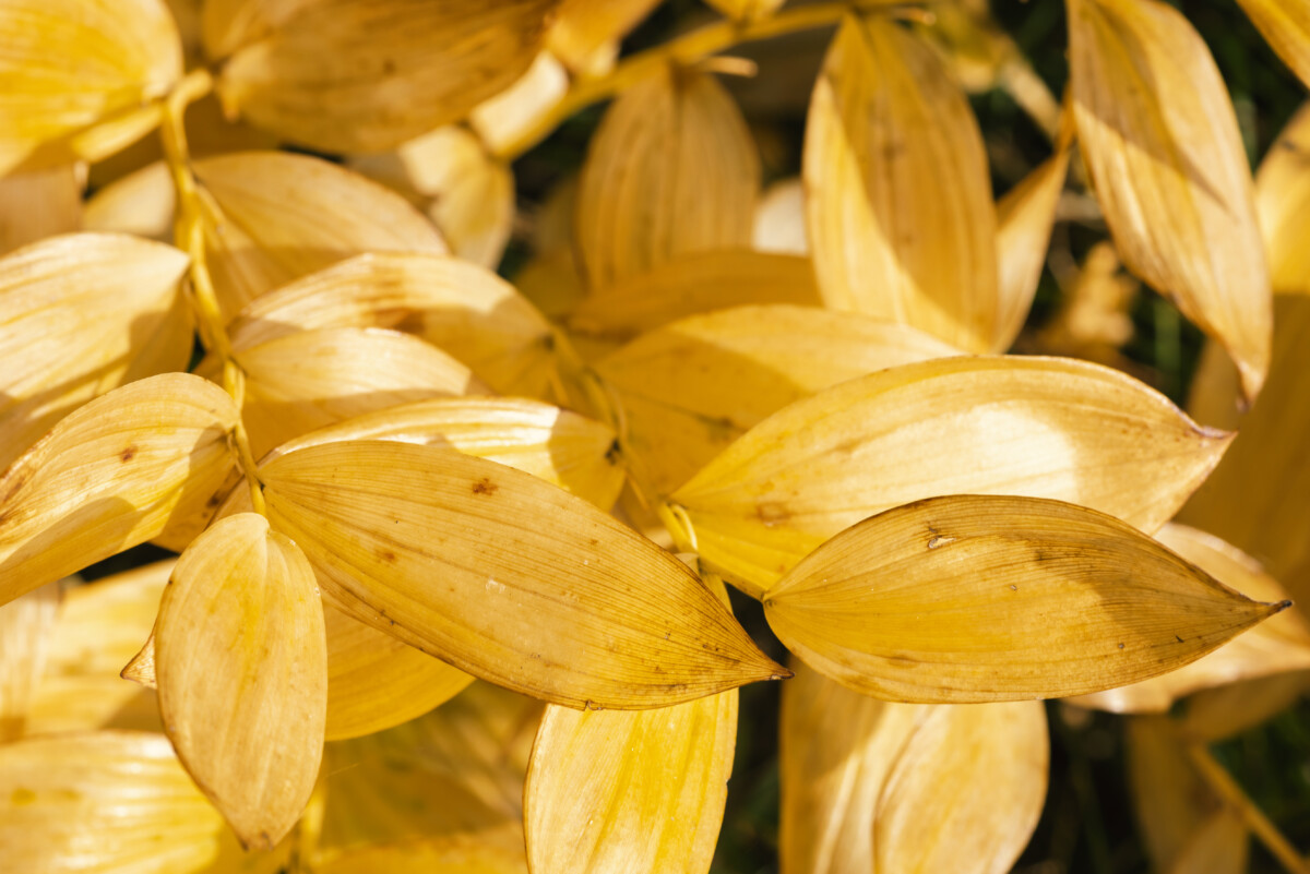 Golden Solomon's seal leaves in the fall