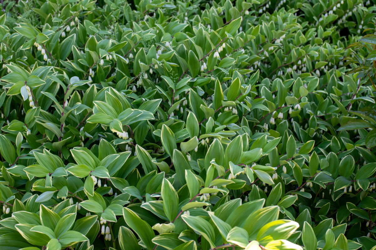 Bank of Solomon's seal