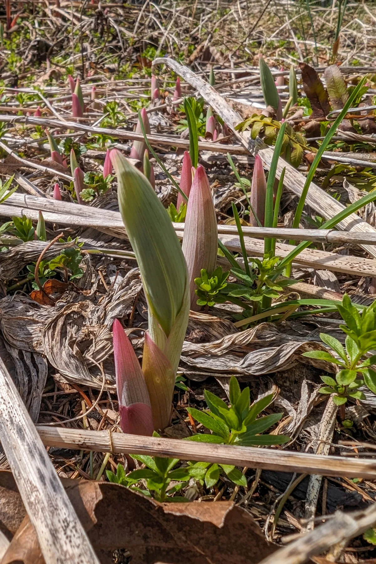 Solomon's seal shoots