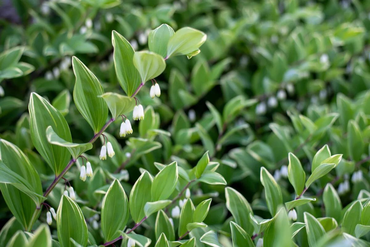 Solomon's seal