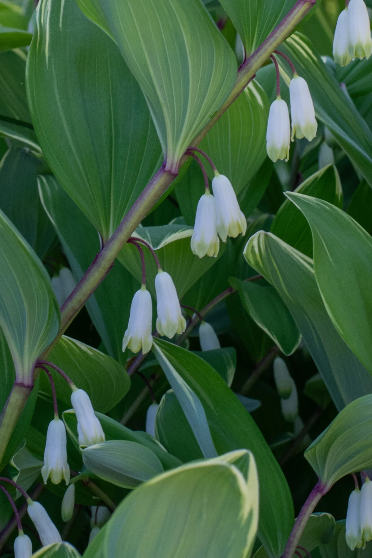 Close up of Solomon's seal flowers