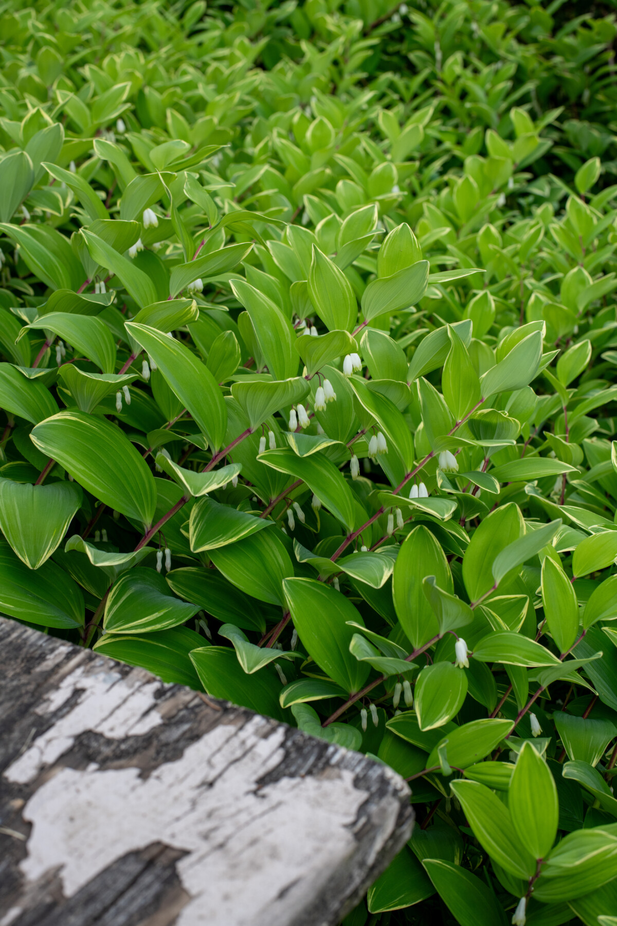 Solomon's seal