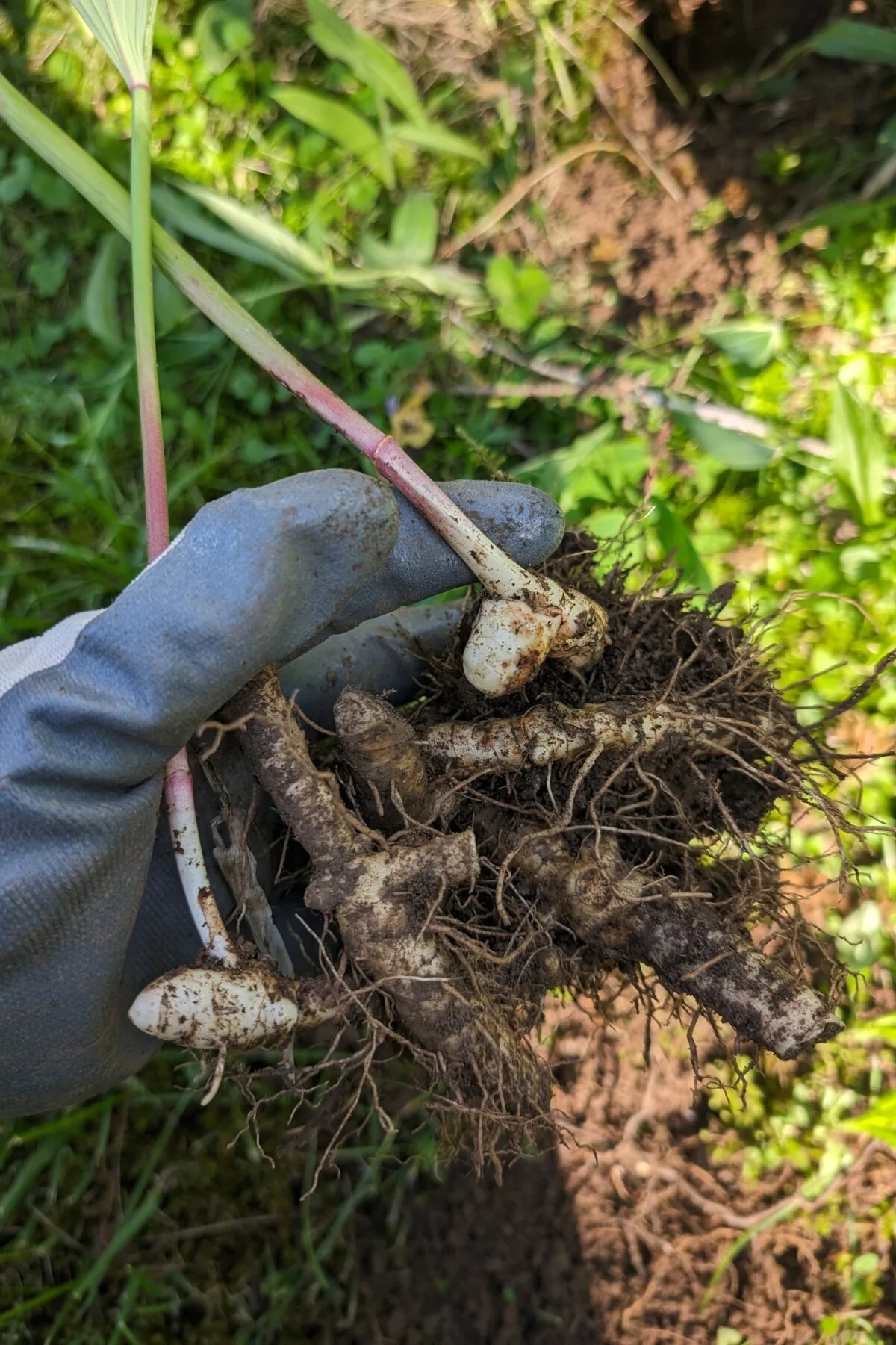 Solomon's seal rhizomes held in gloved hands