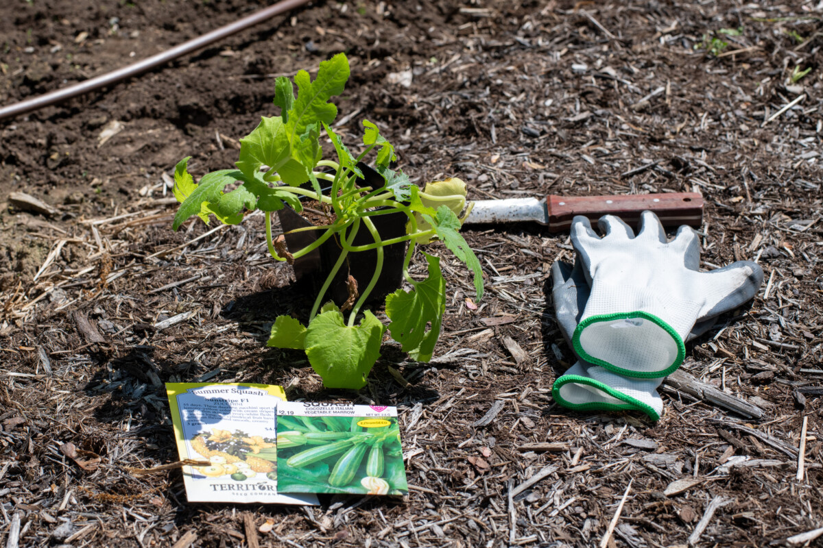 Zucchini seedlings and zucchini seeds