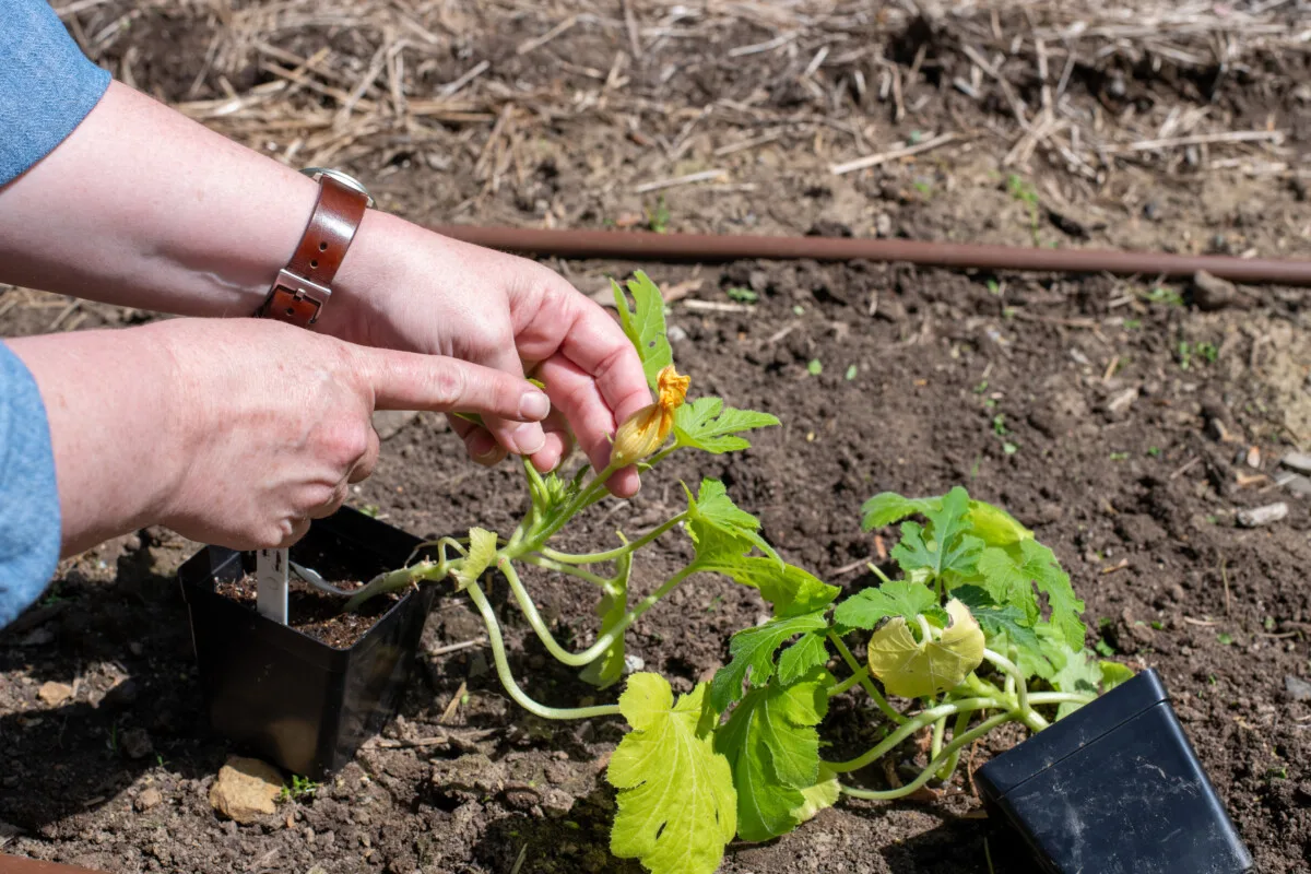 woman's hands pointing to male zucchini flower