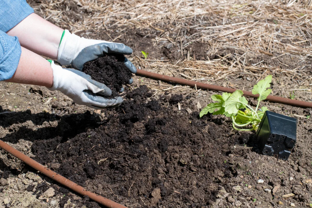 Gardener adding compost to garden 