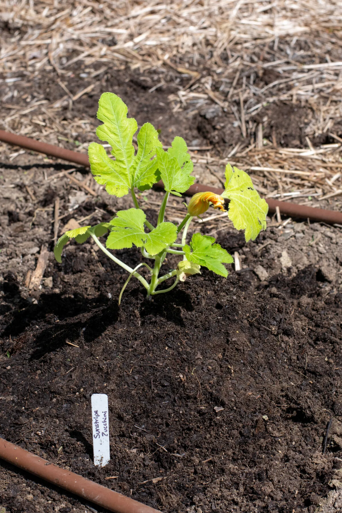 Hilled up zucchini plant