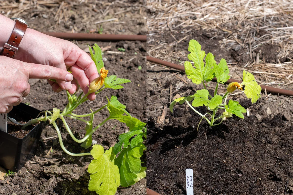 Photo collage of zucchini plants