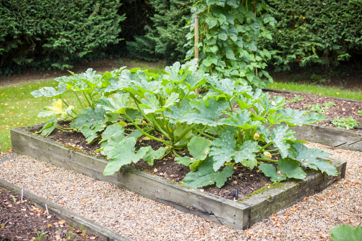 Zucchini plant in raised bed