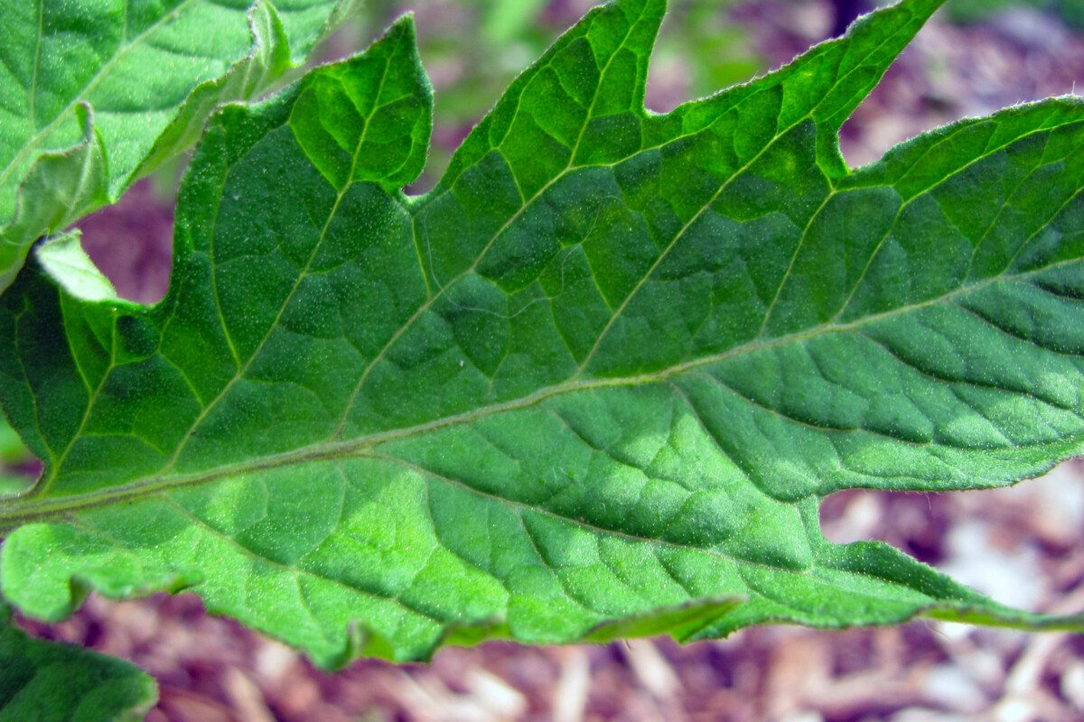 Close up of a tomato leaf