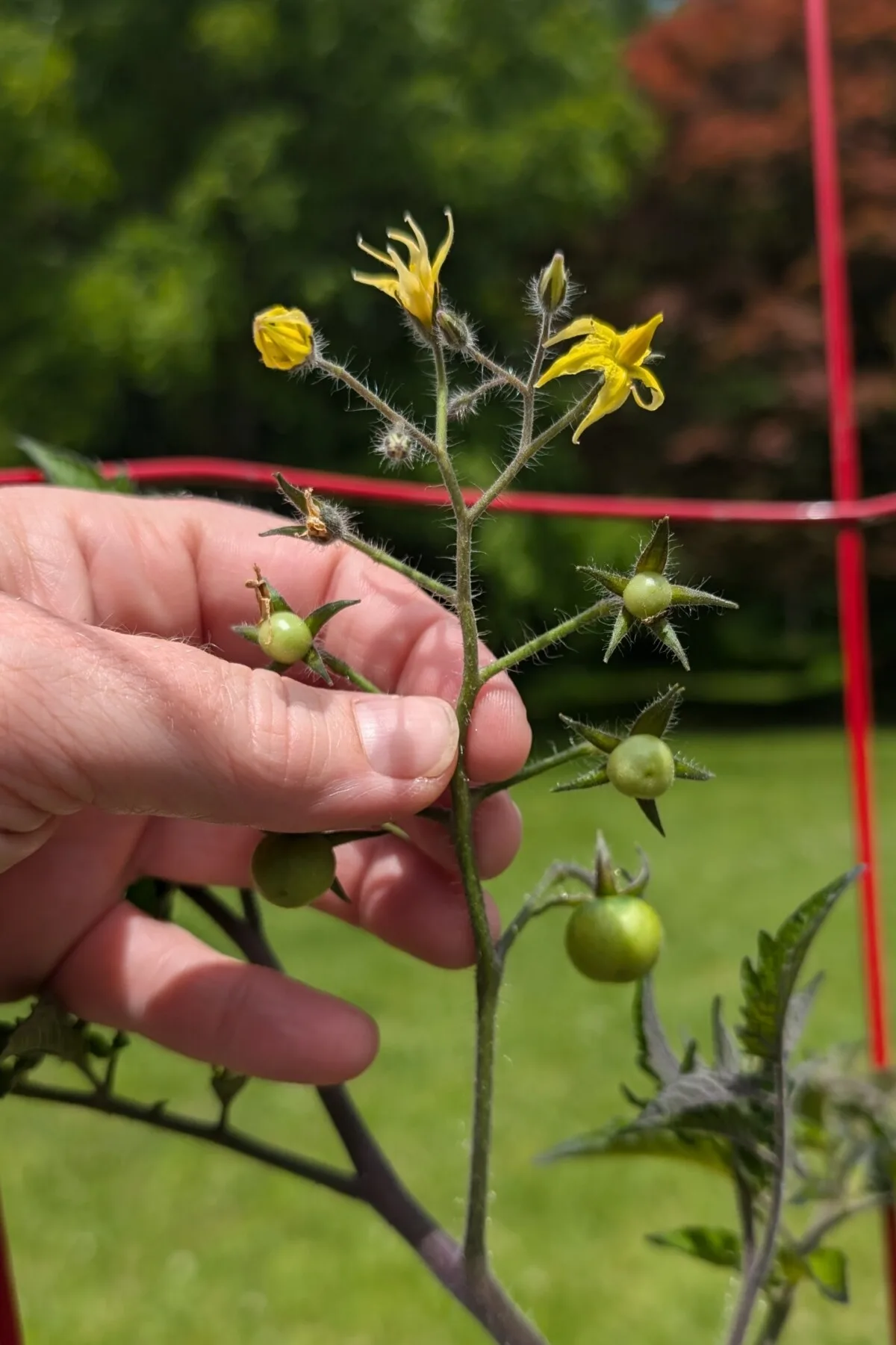 hand holding tomato stem with tiny tomatoes