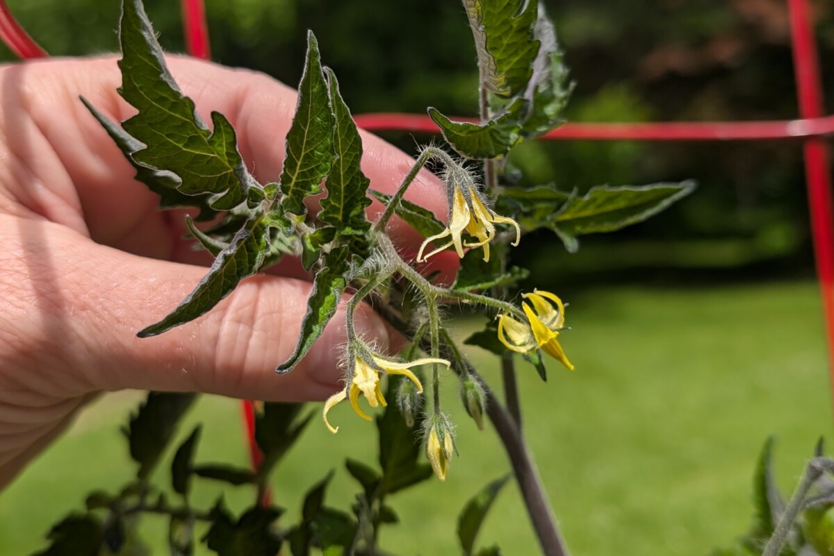 Hand holding tomato blossoms