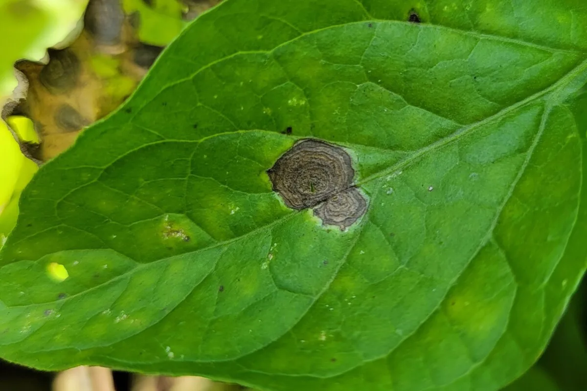 Tomato leaf with dark brown circles