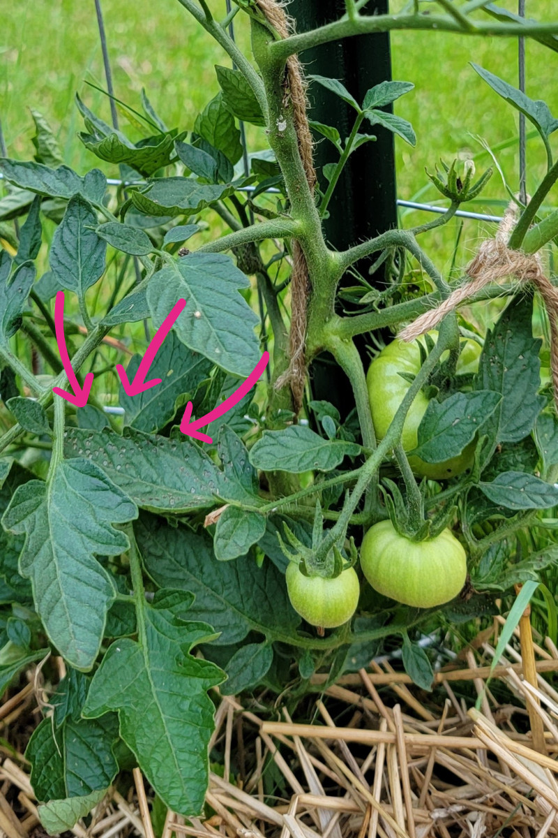 Tomato leaves with flea beetle damage