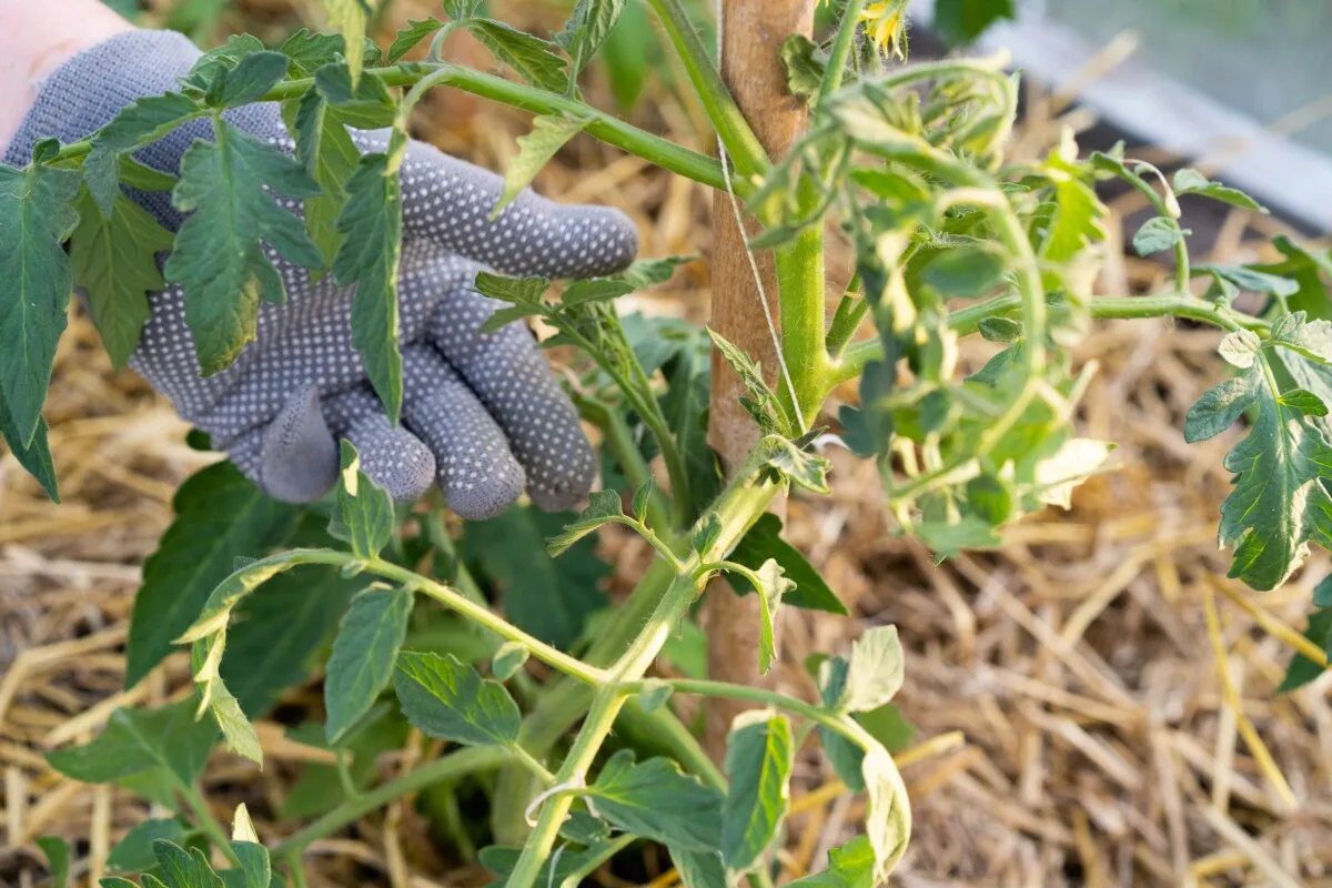 Gloved hand holding tomato sucker