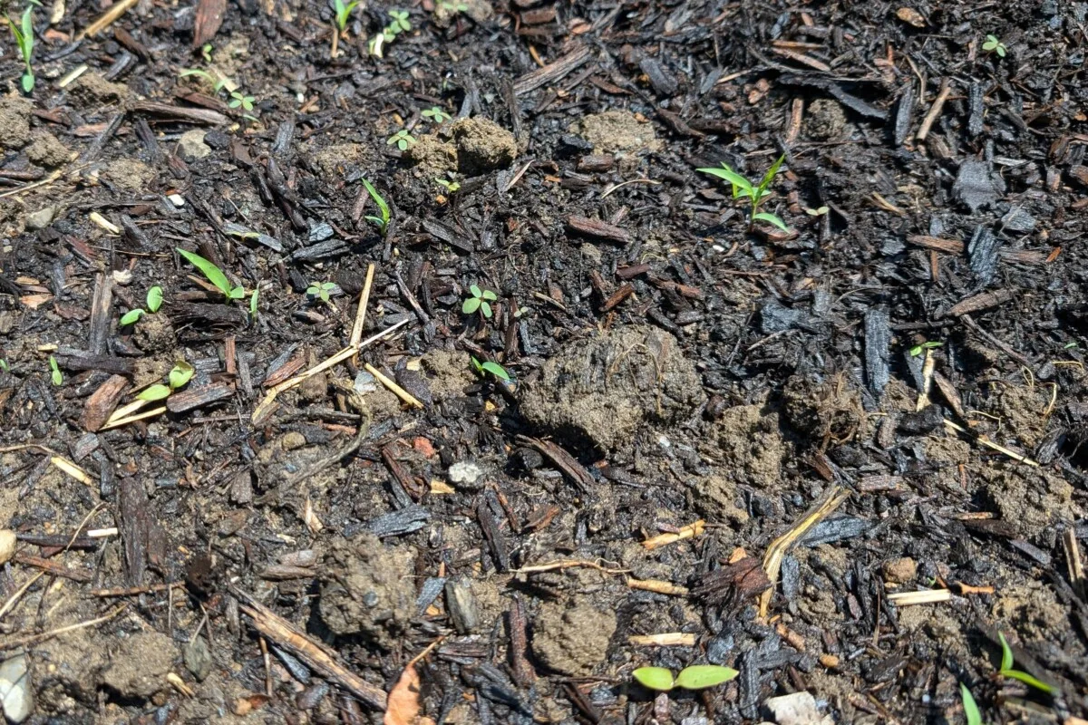 Weeds growing up out of the ground