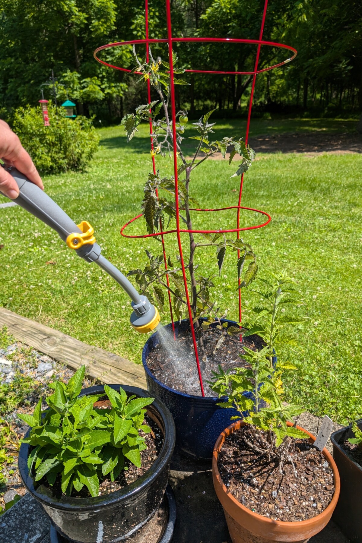 Watering a potted tomato plant