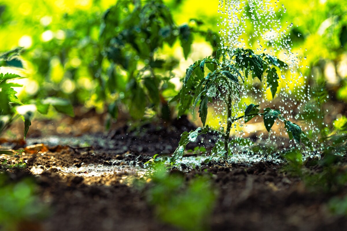 Tomato plant being watered.