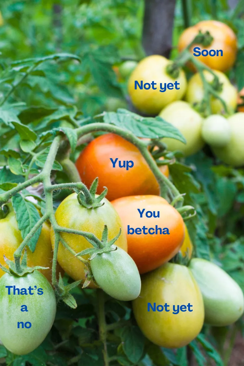 Tomatoes growing in various stages of ripeness