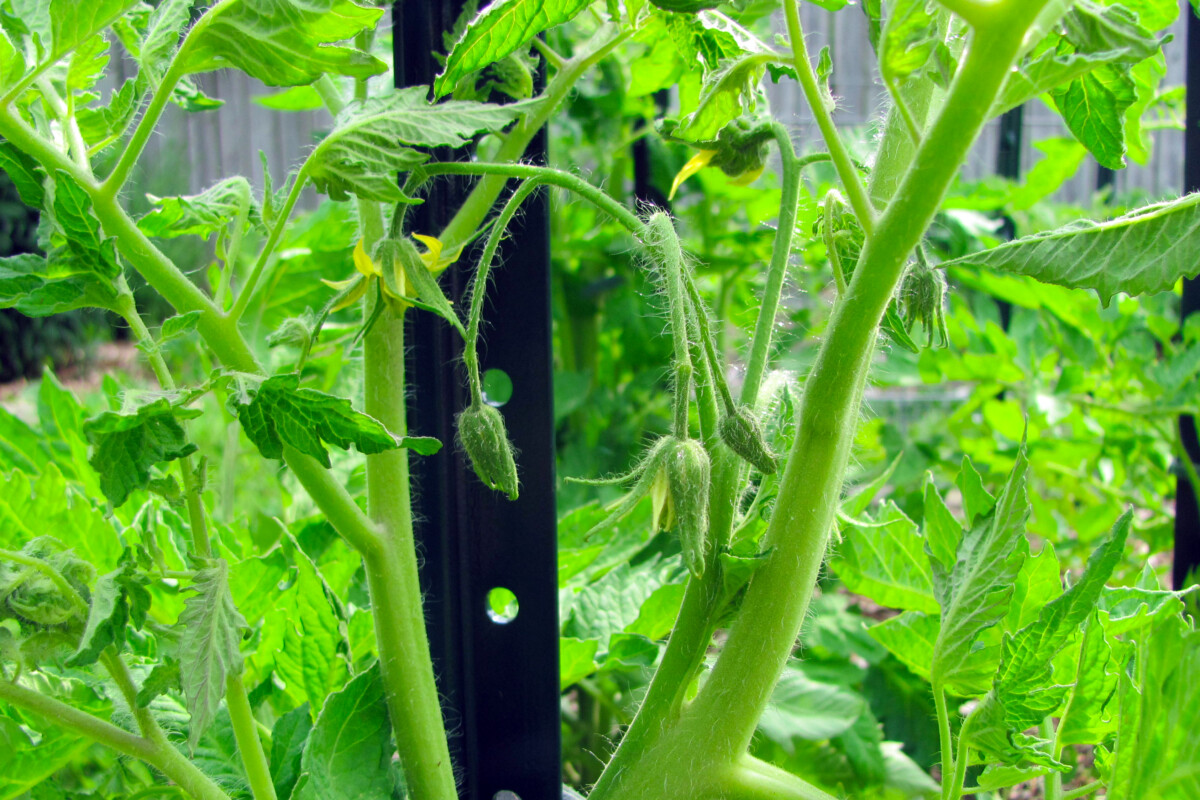 Tomato plant