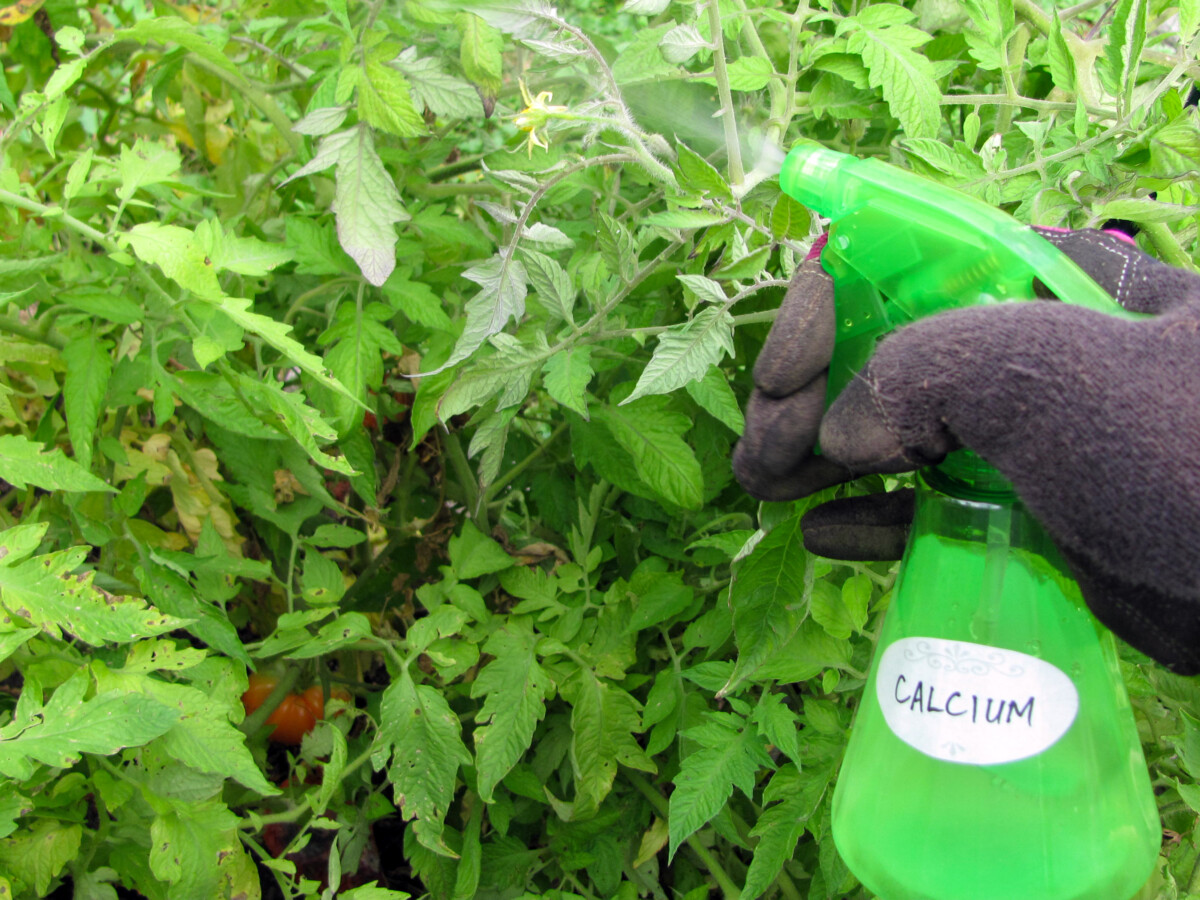 Hand spraying tomato plants wtih liquid calcium. 