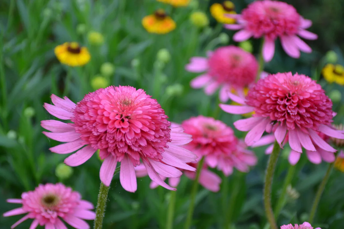 Pink double delight coneflower