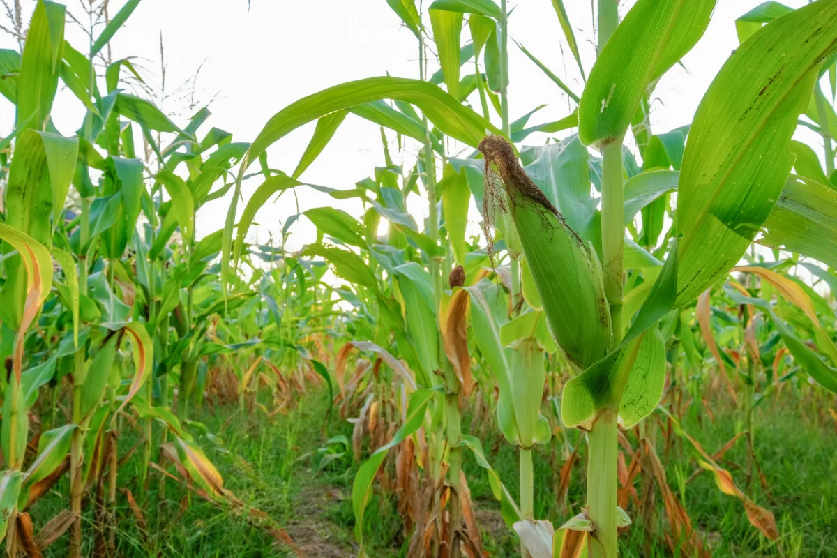 rows of corn