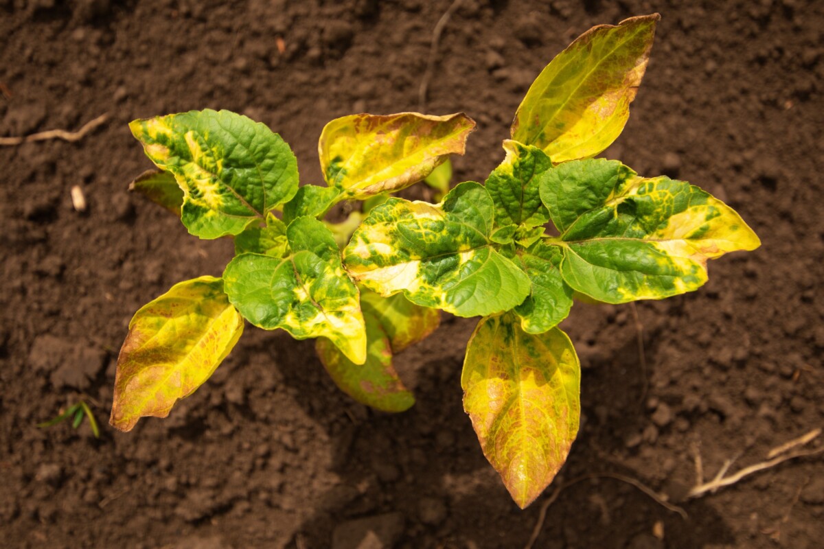 Sunflower plants with burned leaves